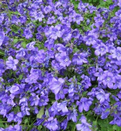 Campanula 'Portenschlagiana' - Klokjesbloem