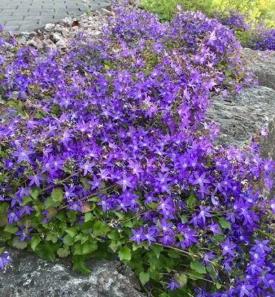 Campanula 'Poscharskyana' - Klokjesbloem