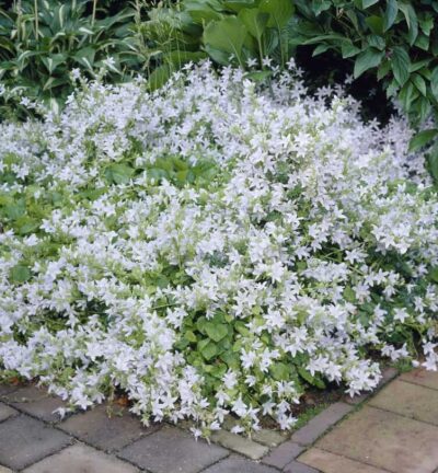 Campanula poscharskyana 'E.H. Frost' - Klokjesbloem