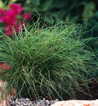 Carex caryophyllea 'The Beatles' - Zegge