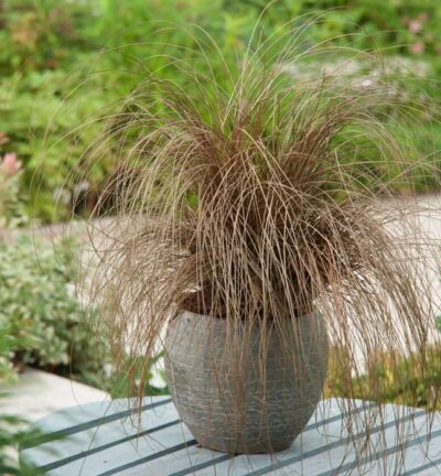 Carex comans 'Bronze Form' - Zegge