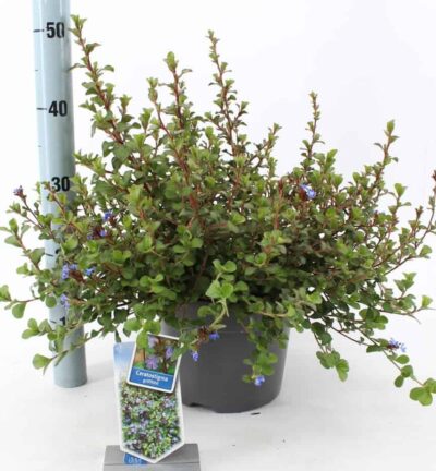 Ceratostigma griffithii - Loodkruid
