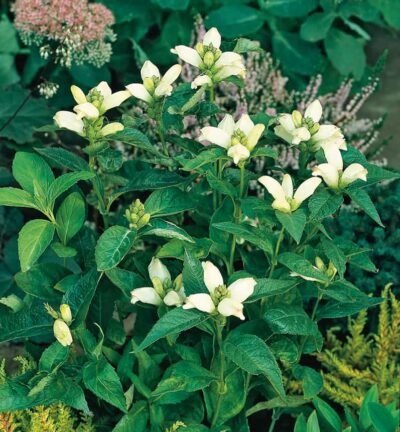 Chelone obliqua 'Alba' - Schildpadbloem