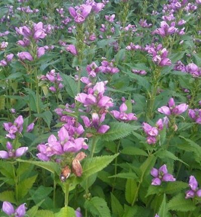 Chelone obliqua - Schildpadbloem