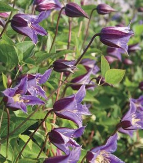 Clematis 'Prince William´ - Bosrank