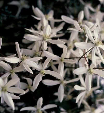 Clematis armandii 'Snowdrift' -  Bosrank, Groenblijvend