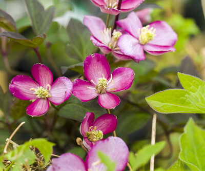 Clematis montana 'Van Gogh' - Bosrank