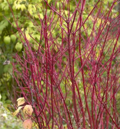 Cornus alba 'Sibirica' - Kornoelje