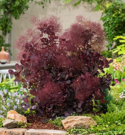 Cotinus coggygria 'Lilla' - Pruikenboom