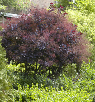 Cotinus coggygria 'Royal Purple' - Pruikenboom