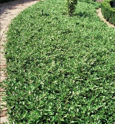 Cotoneaster 'Dammeri' - Dwergmispel