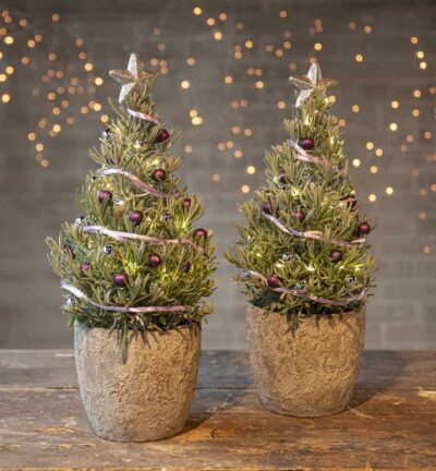 Lavandula angustifolia 'Christmas Tree' -  Lavendel