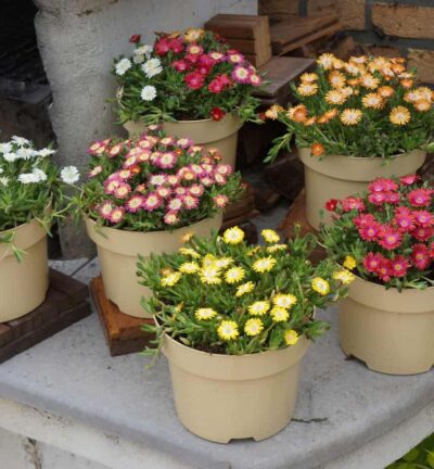 Delosperma 'Jewels of Desert mix' - IJsbloem
