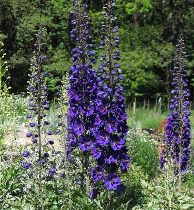 Delphinium belladonna 'Bellamosum' - Ridderspoor