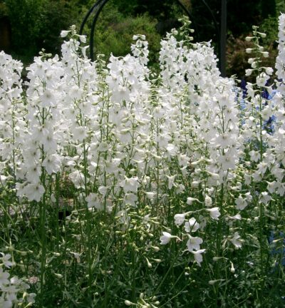 Delphinium 'Galahad' - Ridderspoor