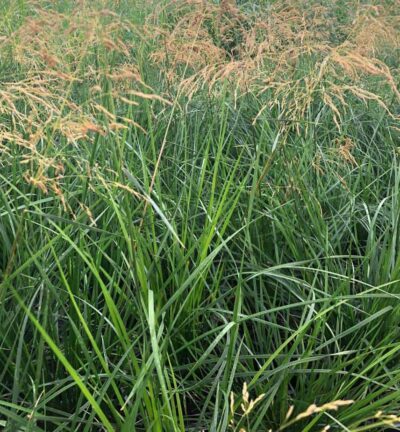 Deschampsia Cespitosa 'Goldtau' - Ruwe smele