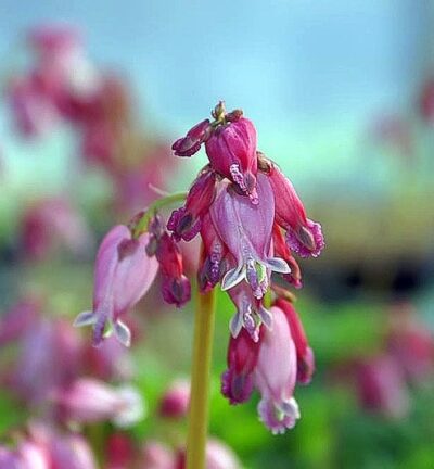 Dicentra Formosa 'Luxuriant' - Gebroken Hartje