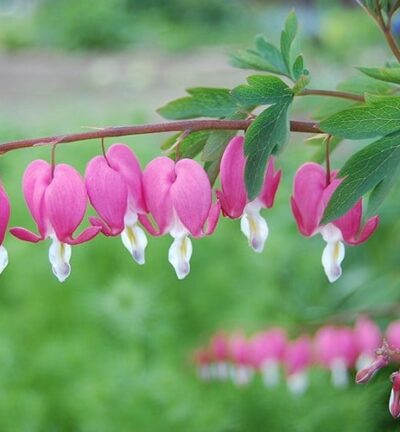 Dicentra Spectabilis - Gebroken Hartje