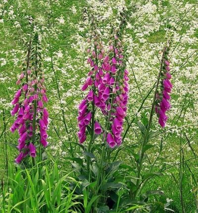 Digitalis purpurea - Vingerhoedskruid