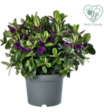 Hebe Addenda Donna 'Alexa' - Struikveronica