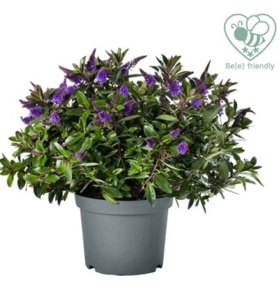 Hebe Addenda Donna 'Emma' - Struikveronica