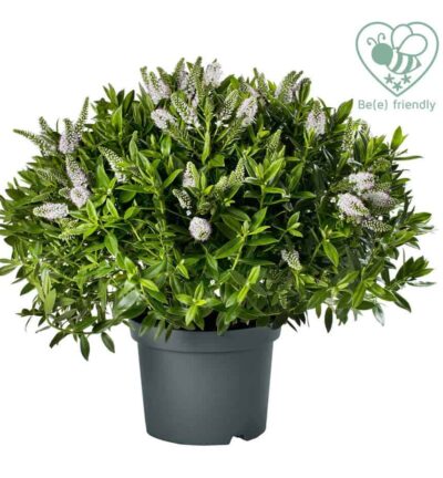 Hebe Addenda 'Jenna' - Struikveronica