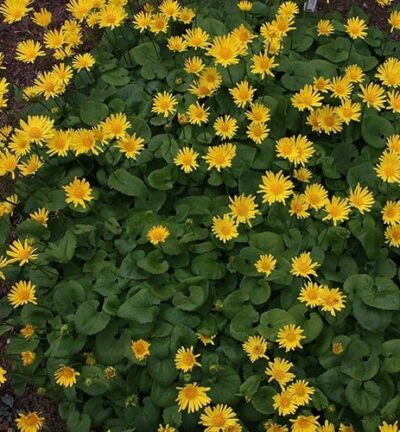 Doronicum Orientale - Voorjaarszonnebloem