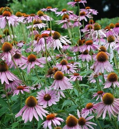 Echinacea 'Pallida'- Egelzonnehoed
