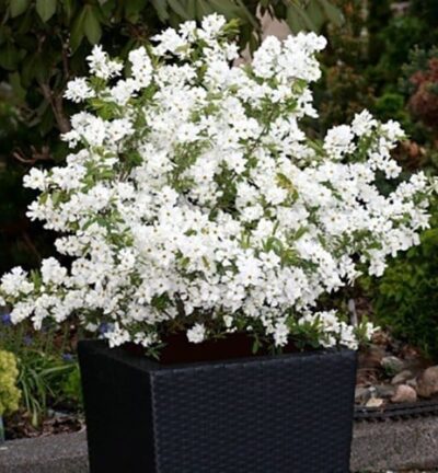 Exochorda racemosa 'Niagara' - Parelstruik