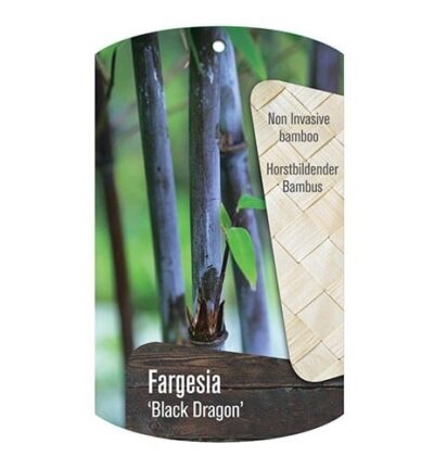 Fargesia 'Black Dragon' - Niet-woekerende bamboe