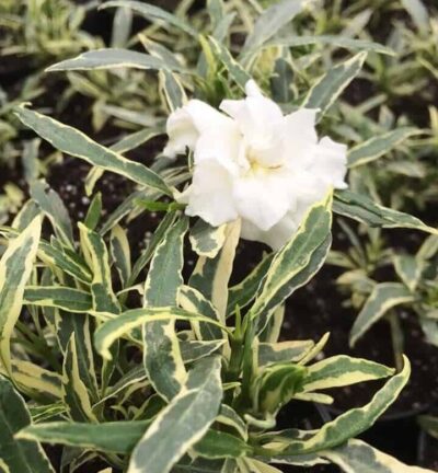 Gardenia jasminoides 'Rolaro' (Golden Crown) - Kaapse Jasmijn