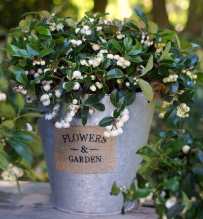 Gaultheria 'Pearl White' - Bergthee