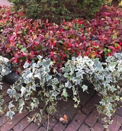 Gaultheria Procumbens - Bergthee