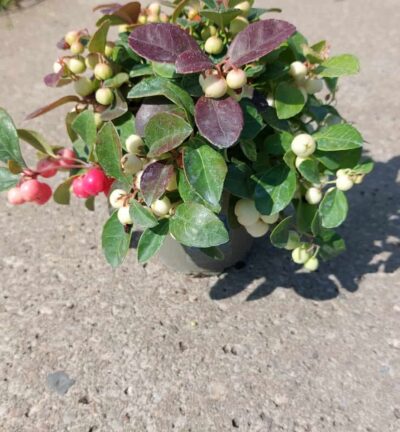 Gaultheria Procumbens 'Color Surprise' - Bergthee