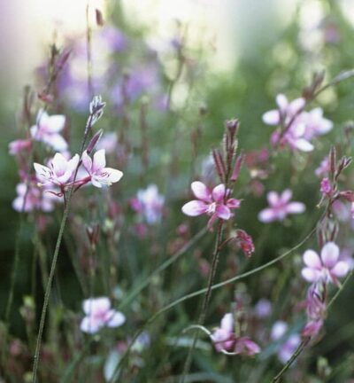 Gaura lindheimeri 'Cherry Brandy' - Lindheimers prachtkaars