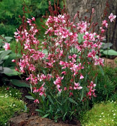 Gaura lindheimeri 'Siskiyou Pink' - Lindheimers prachtkaars