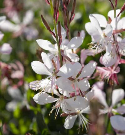 Gaura lindheimeri 'White Dove' - Lindheimers prachtkaars