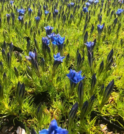 Gentiana sino-ornata 'Eugens Allerbester' - Herfstgentiaan