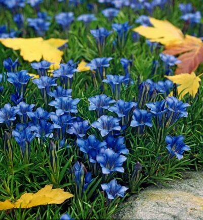 Gentiana sino-ornata - Heftstgentiaan