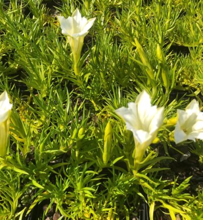 Gentiana sino-ornata 'Weisser Traum' - Herfstgentiaan