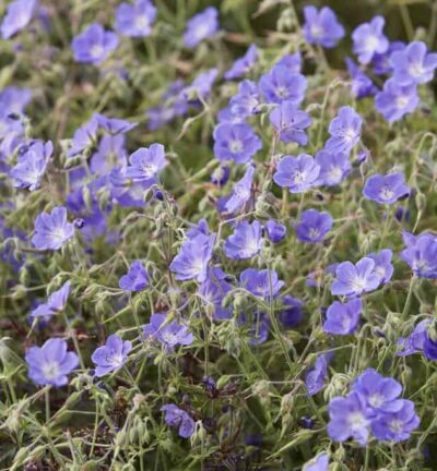 Geranium 'Brookside' - Ooievaarsbek