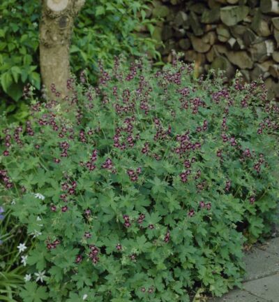 Geranium 'Phaeum' - Ooievaarsbek