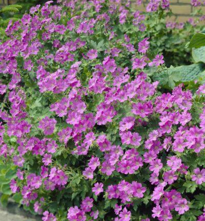 Geranium 'Sirak' - Ooievaarsbek