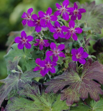 Geranium 'Wlassovianum' - Ooievaarsbek