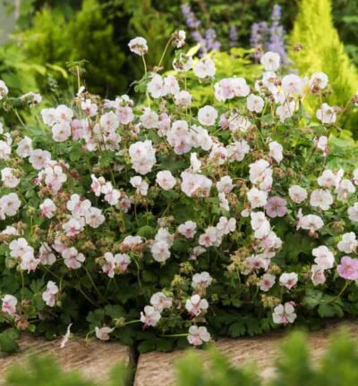 Geranium cantabrigiense 'St. Ola' - Ooievaarsbek