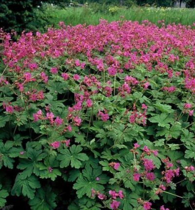 Geranium macrorrhizum 'Bevan's Variety' - Ooievaarsbek