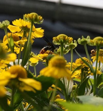 Helenium 'Kanaria' - Zonnekruid