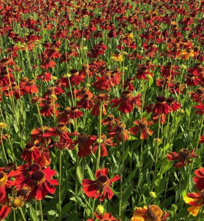 Helenium 'Moerheim Beauty' - Zonnekruid
