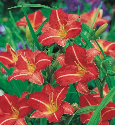 Hemerocallis 'Red Rum' - Daglelie