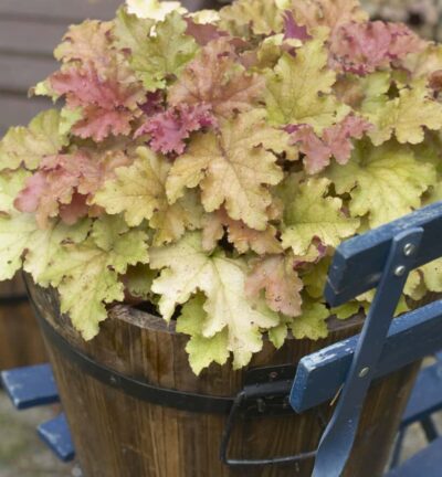 Heuchera 'Marmalade' - Purperklokje